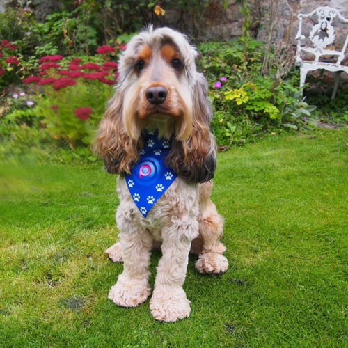 P055 Dog Bandana